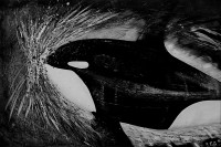 /album/galleria-foto-homepage2/orca23-jpg/