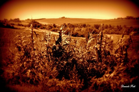 Mais dorato nella campagna toscana